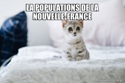 Cute Kitten