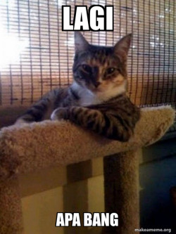 The Most Interesting Cat in the World