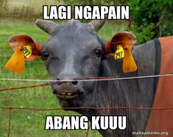 Hairless Cow