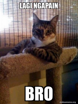 The Most Interesting Cat in the World