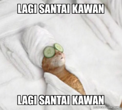 Pampered Cat Meme