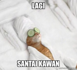 Pampered Cat Meme
