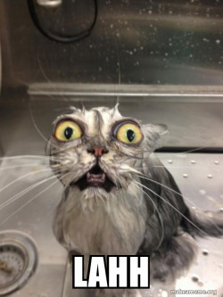 Cat bath