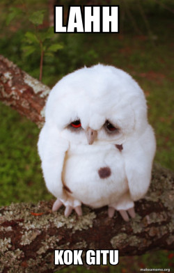Sad Owl