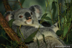 Laid Back Koala