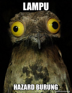 Weird Stuff I do Potoo