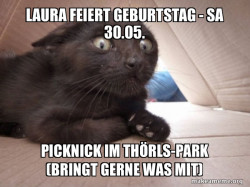 Schitzo Cat