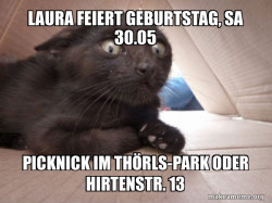 Schitzo Cat