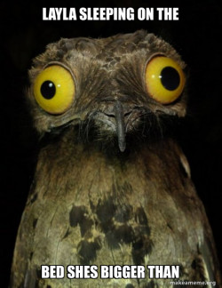 Weird Stuff I do Potoo