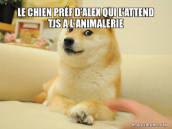 Doge