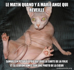 Hairless Cat