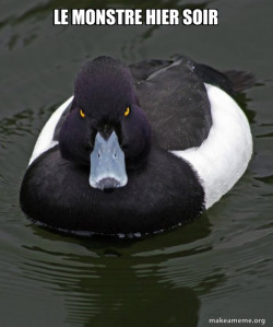 Revenge Duck ( Angry Advice Duck )