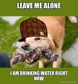 Scumbag dog