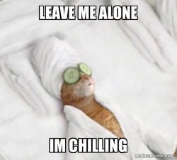 Pampered Cat Meme