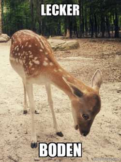 O M G Deer