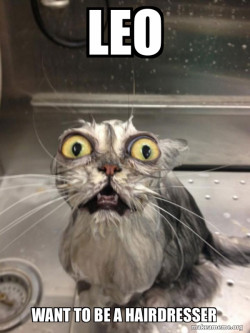 Cat bath