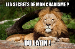 Contemplative Lion