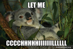 Laid Back Koala