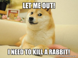 Doge