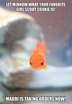 Grumpy Fish