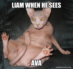 Hairless Cat