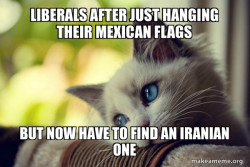 First World Cat Problems
