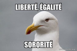 Stuff That Didn't Happen Seagull