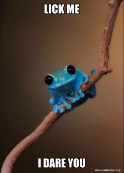 Small Fact Frog