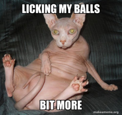 Hairless Cat