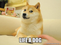 Doge