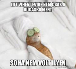 Pampered Cat Meme