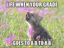 Baby Insanity Wolf