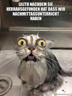 Cat bath
