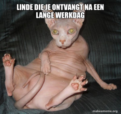 Hairless Cat