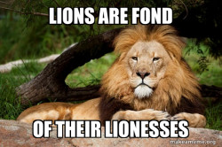 Contemplative Lion