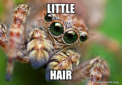 Hipster Spider
