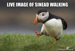 Unpopular Opinion Puffin