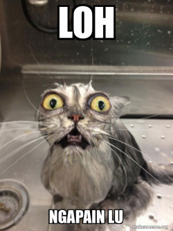 Cat bath