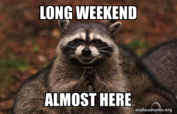 Evil Plotting Raccoon