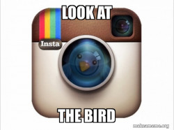 Instagram twitter