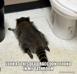 Drunk Raccoon