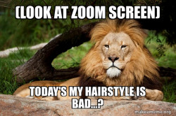 Contemplative Lion