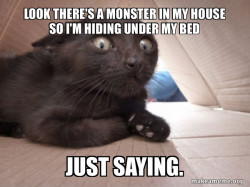 Schitzo Cat