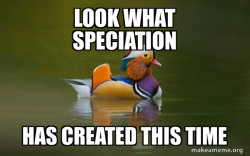 Fashionable Advice Mallard