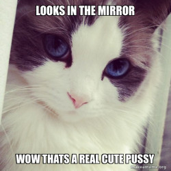 Ridiculously Photogenic Cat