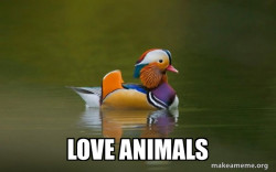 Fashionable Advice Mallard