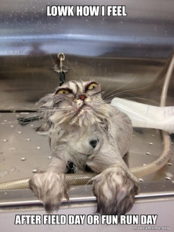 Cat Bath Returns