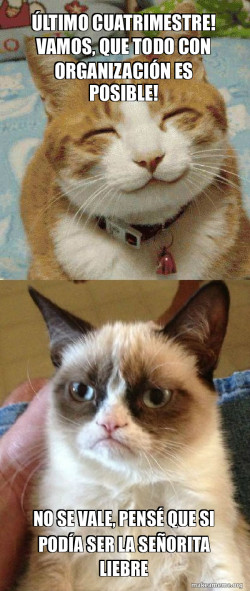 Grumpy Cat vs Happy Cat