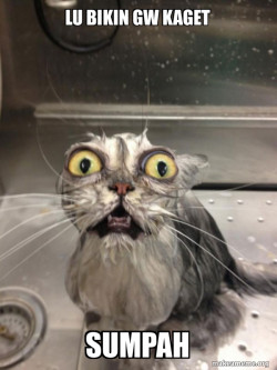 Cat bath