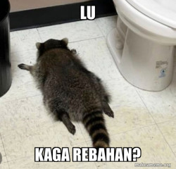 Drunk Raccoon